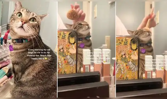 Curioso gatito ‘quiere’ que lo maquillen todas las mañanas al igual que su cuidadora