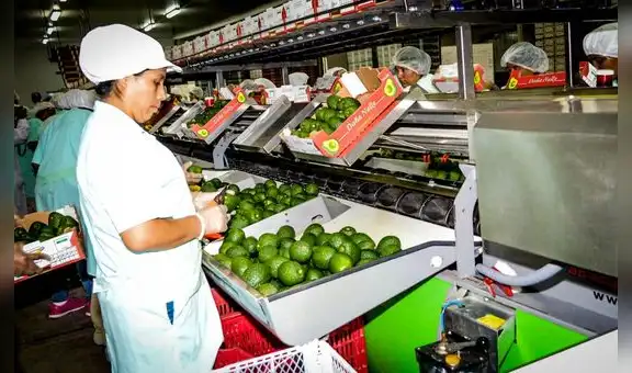 Exportaciones de frutas y hortalizas superaron los US$ 5.000 millones a noviembre del 2021