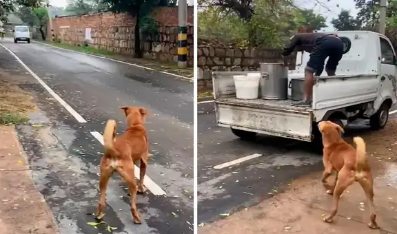 Perro callejero espera todos los días a unos jóvenes para que le inviten un poco de leche 