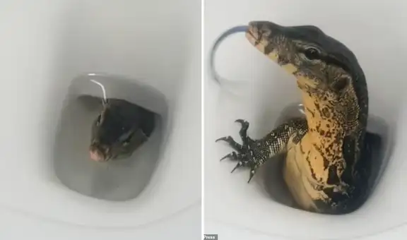 Turistas quedan impactados al ver a un pequeño lagarto saliendo de su inodoro