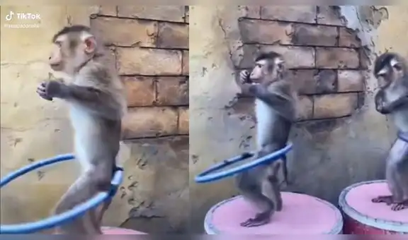 Dos monos demuestran todo su ‘talento’ dominando el hula-hula a la perfección