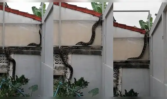 Joven graba el preciso momento en que temible serpiente se deslizaba por su vivienda