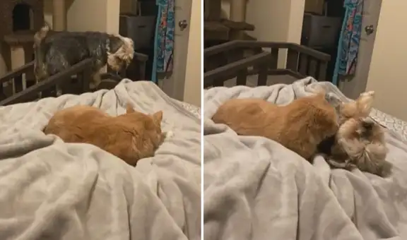 Perrito corre a acurrucarse junto a su ‘amigo’ felino y juntos protagonizan tierna escena