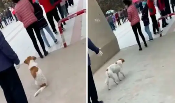 Perro se pone en la fila para acompañar a su dueña a que se vacune contra la COVID-19