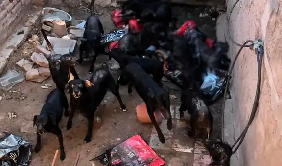 Una mujer tiene más de 30 perros y no los puede controlar: “Se comen entre ellos”