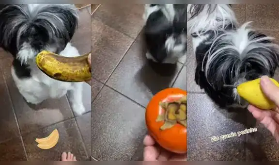 Mujer le ofrece frutas a su perrita, pero la mascota sabe muy bien cuál es la que quiere