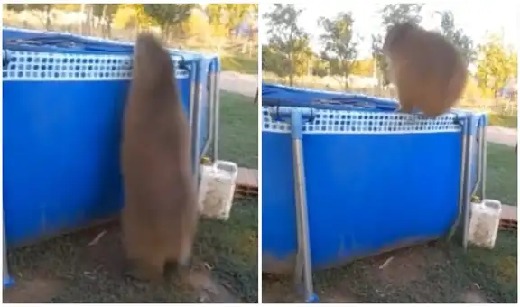 Carpincho entra a casa de familia y sorprende al saltar a su piscina para refrescarse