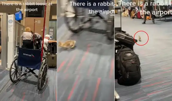 Conejito se escapa de su jaula y salta por las instalaciones de un aeropuerto