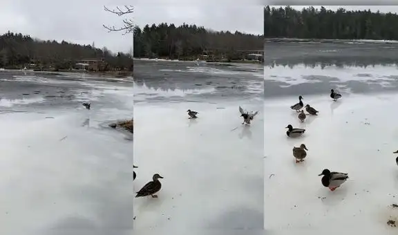 Mujer capta el instante en que dos patos aterrizan de forma divertida en lago congelado