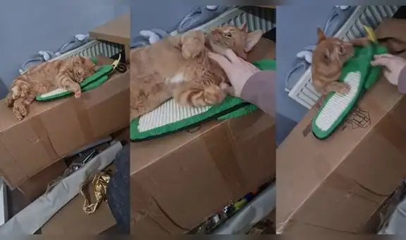 Gatito sufre divertida caída al relajarse demasiado por los mimos que su dueña le hace