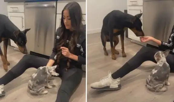 Perro ve que su pequeño amigo recibe galletas por dar la pata y se apresura en hacerlo él