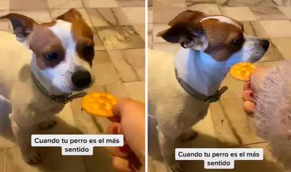 Joven le juega una broma a su perro con una galleta, pero este se ofende y la ignora