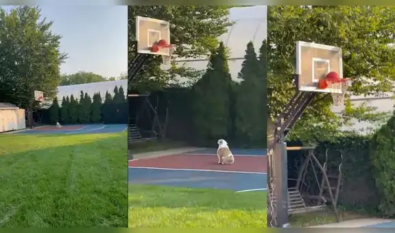 Perrito busca su balón de básquet para jugar, pero entristece al verlo atascado en el aro