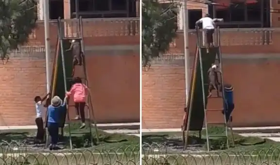 Perrito se sube a una resbaladera para jugar en compañía de unos niños