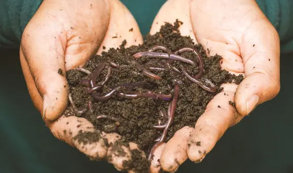 ¿Qué significa soñar con lombrices? ¿Será un mal augurio?