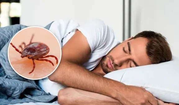 ¿Cuál es el verdadero significado de soñar con garrapatas?