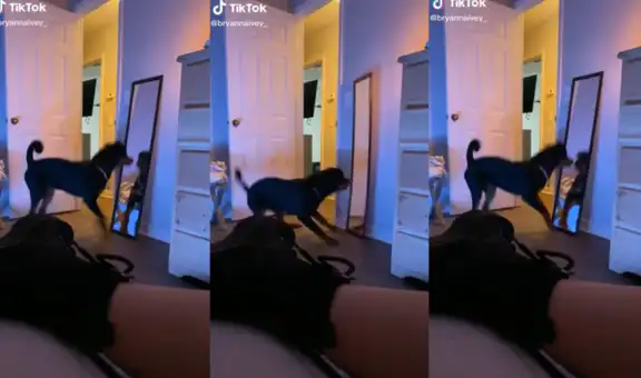 Perrito ve su reflejo en un espejo y salta asustado hacia su dueño para refugiarse