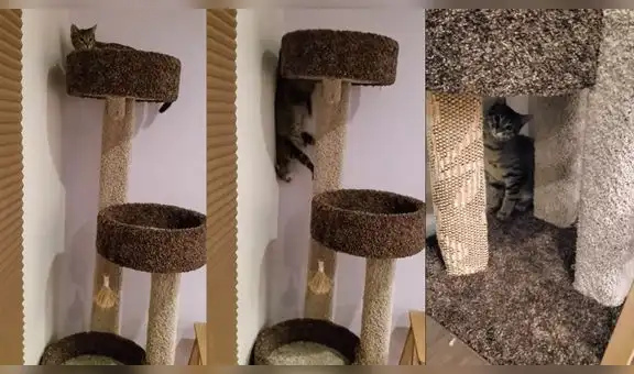 Gatita usa la pared para bajar de su cama y su dueña la llama ‘Spider-cat’