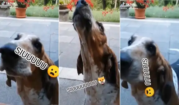 Joven grita ‘Siuuu’ al estilo de Cristiano Ronaldo y su perrito intenta imitarlo