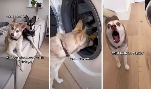 Perrito se enoja con su dueña porque no quiere que ella ponga sus juguetes en la lavadora