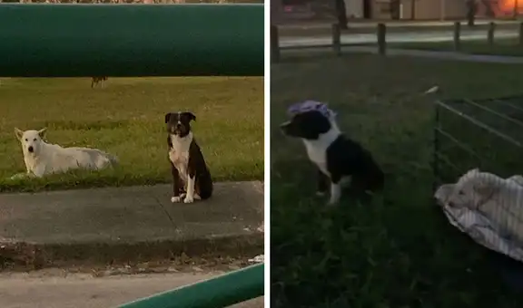 Perro ve que su ‘amiga’ estaba herida y permanece a su lado a la espera de recibir ayuda  