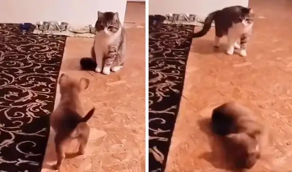 Perrito finge ser ‘atacado’ por el gato de sus nuevos dueños tras verlo por primera vez 
