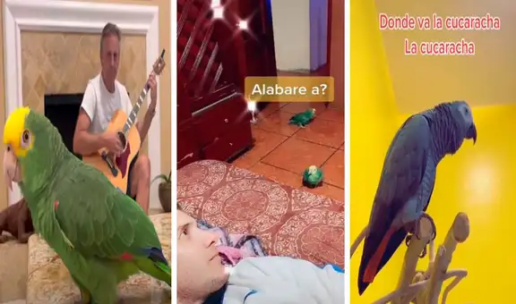 Conoce a los loritos ‘cantantes’ que causan furor en las redes con su peculiar talento