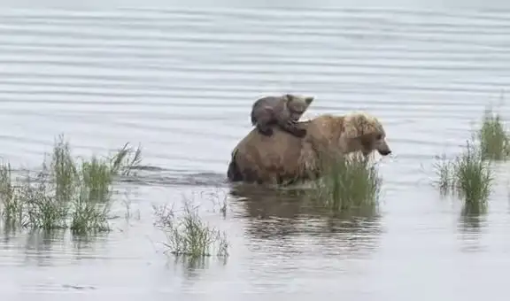Osa le enseña a su cría a cazar peces en río de Alaska e imágenes cautivan las redes
