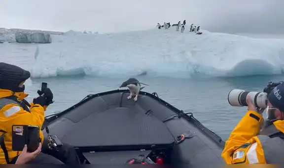 Turistas toman fotografías a un pingüino que decidió dar un paseo con ellos en un bote