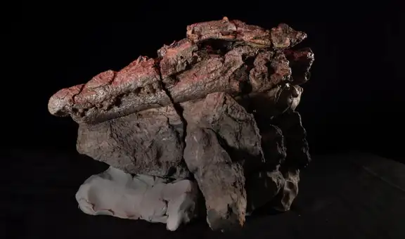 Hallan fósil de un cocodrilo que comía dinosaurios hace 95 millones de años