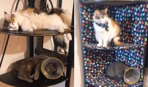 Joven ve que sus gatitos duermen en su viejo esquinero y lo remodela para que sea más cómodo