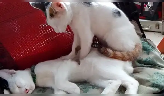 Gatito deja que su ‘compañero’ le haga masajes mientras él duerme en el sillón