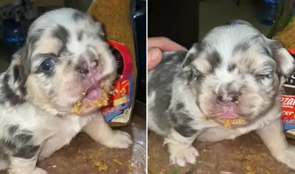 Perrito cautiva a miles al comer papilla de croquetas de forma peculiar