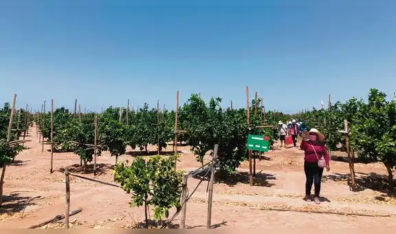 Mejora producción agrícola en Tacna