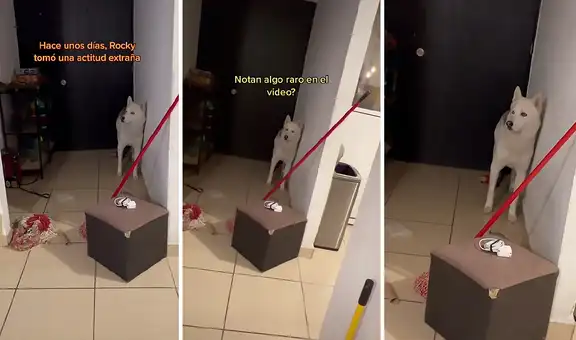 Perro se comporta de manera ‘extraña’ tras quedarse quieto mirando hacia las escaleras