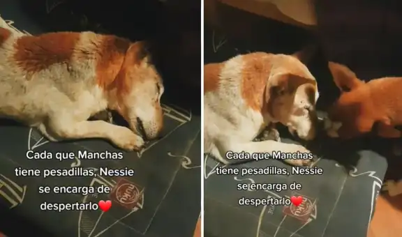 Perrito tiene una pesadilla y su ‘amiga’ lo despierta con lamidas