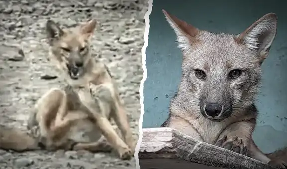 Run Run, un libro que narra la triste y desmesurada historia del zorro andino 