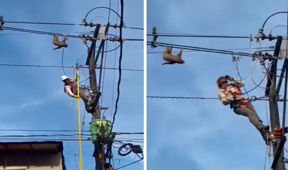 Hombre salva la vida de oso perezoso que estaba colgado en lo alto de un poste de luz