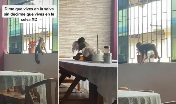 Mono entra de imprevisto a una casa para ‘robar’ comida, pero la dueña lo descubre