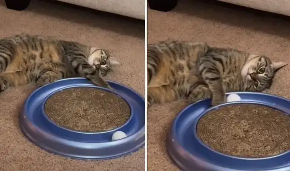 Gatito ‘triste’ capta la atención de miles al jugar sin ánimos con su pelota