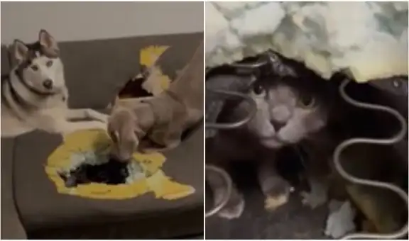 Perritos hacen un hueco para ‘rescatar’ a un travieso gato que se metió dentro de un sofá