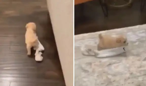 Travieso cachorro ‘roba’ las medias de su dueño para esconderlas en su guarida secreta