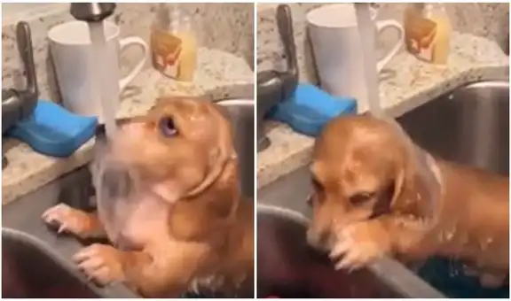 Perrito se sienta en un lavadero de cocina y decide tomar una refrescante ducha