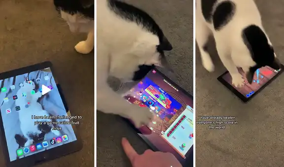 Joven le da una tablet a su gato y este demuestra tener habilidades para jugar al estilo ninja