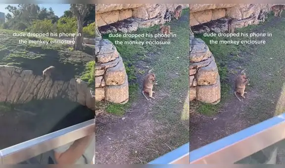 Mono recoge celular que se le cayó a una persona en zoológico y lo utiliza después