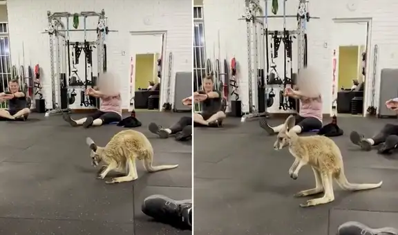 Canguro ingresa a gimnasio durante sesión de ejercicios y participa de la clase