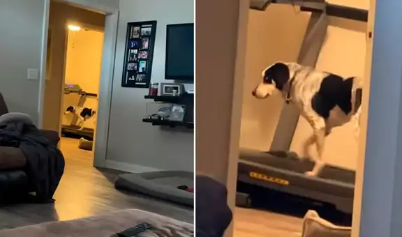 Perrito corre en una caminadora para evitar salir en medio de una tormenta