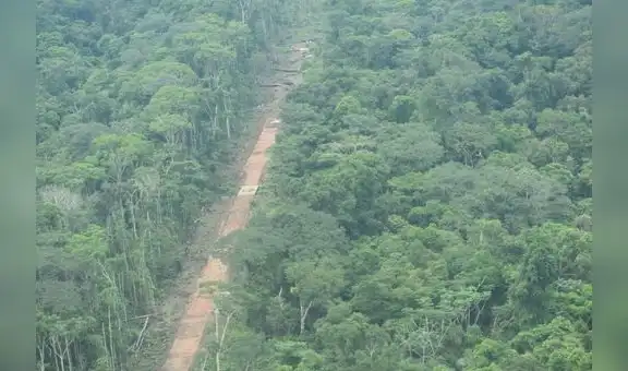 Descubren nuevo daño que afectan a bosques por el narcotráfico