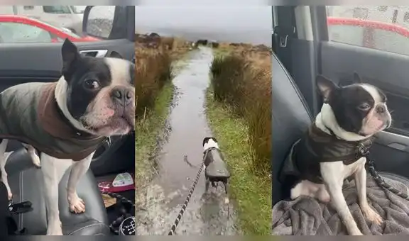 Perrito ‘discute’ con su dueña porque quería dar un paseo, pero luego se arrepiente