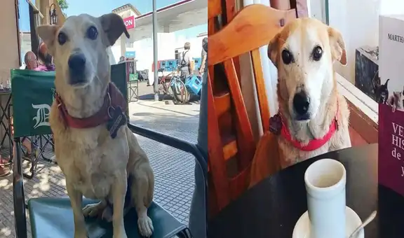 Perrito callejero entra a un bar para acompañar a los que van solos y se sienta con ellos